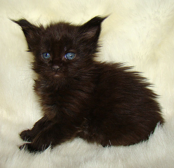     Catsvill County!   !    !       !!!    Catsvill County +7-926-544-74-09     .   ,   ,   ,    ,   ,  ,     ,   -,    ,   !